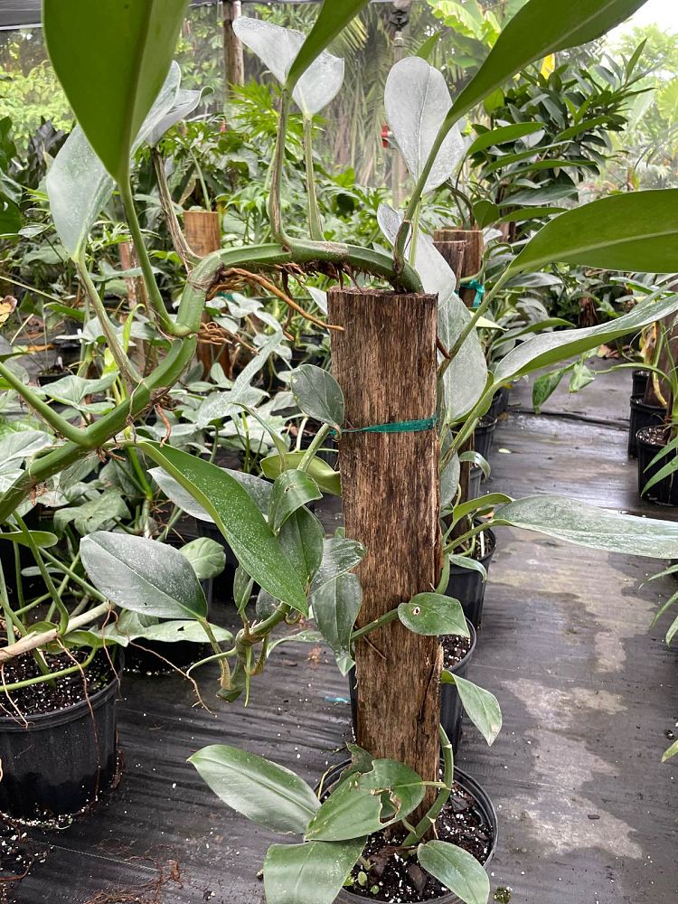 rhapidophora-hongkongensis