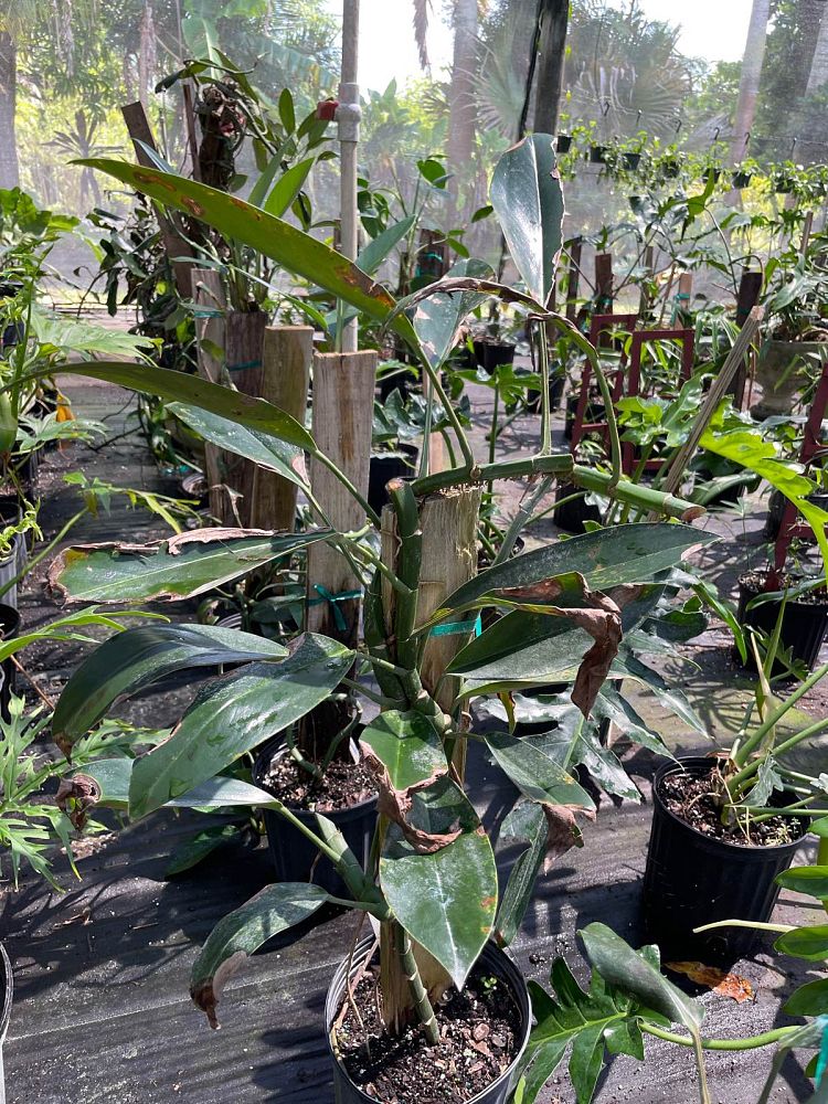 rhapidophora-hongkongensis