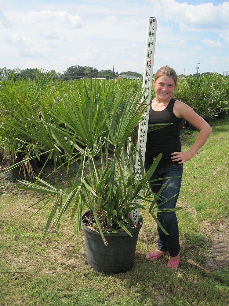 rhapidophyllum-hystrix-needle-palm