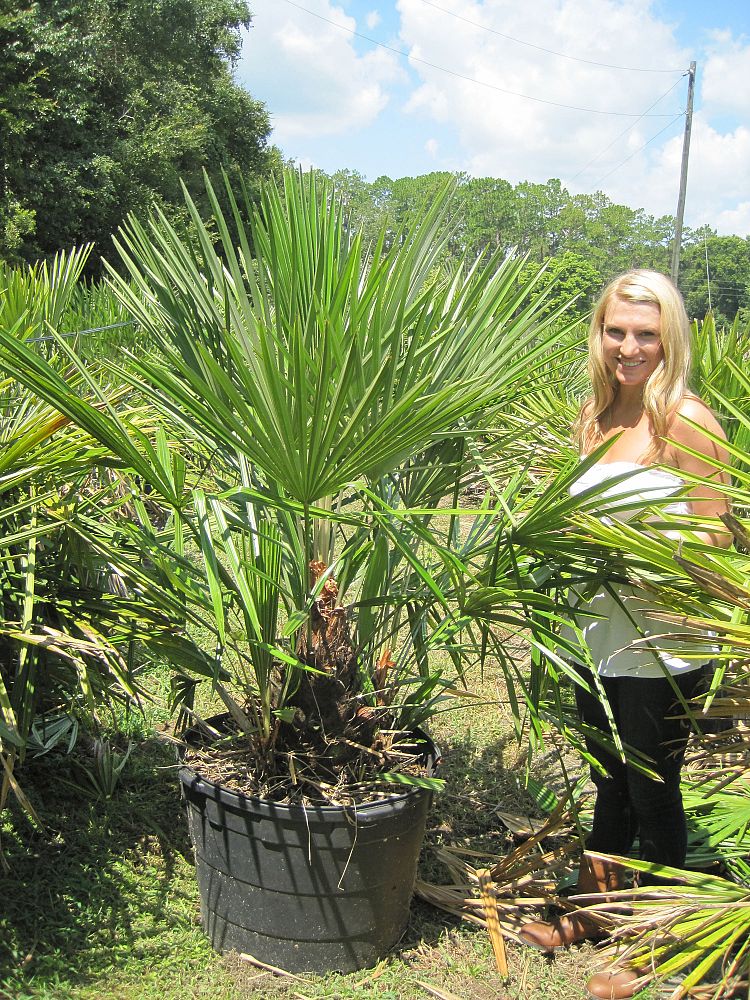 rhapidophyllum-hystrix-needle-palm