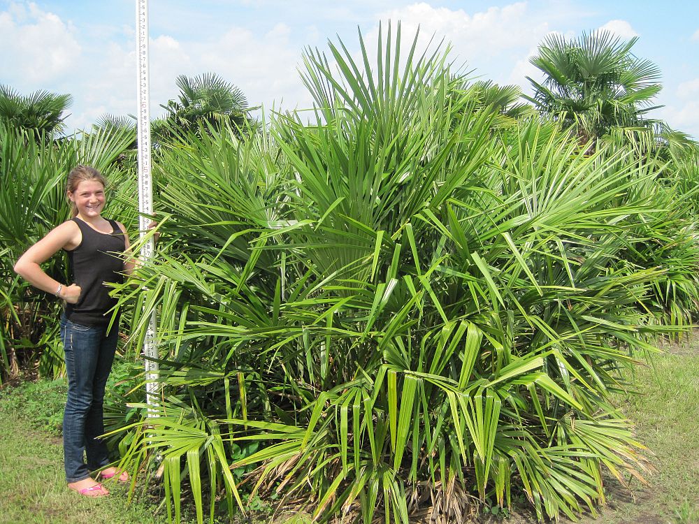 rhapidophyllum-hystrix-needle-palm