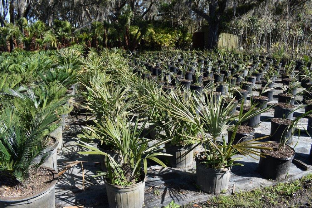 rhapidophyllum-hystrix-needle-palm