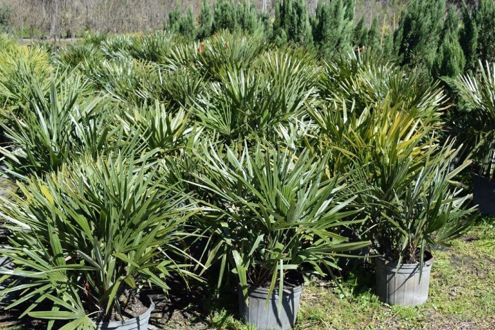 rhapidophyllum-hystrix-needle-palm