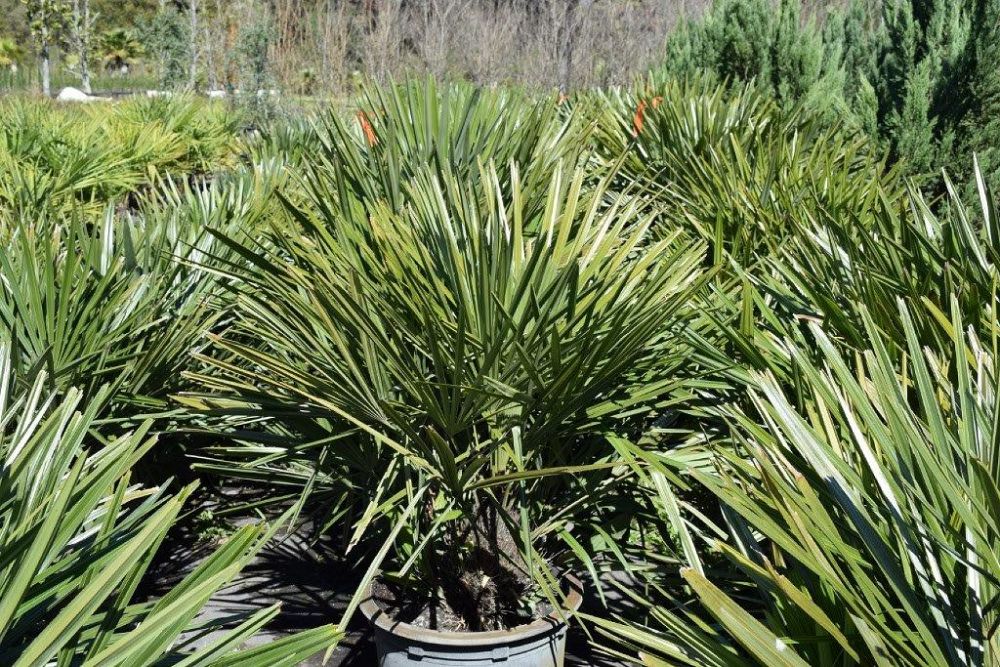 rhapidophyllum-hystrix-needle-palm