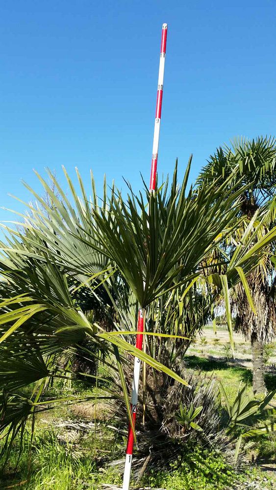 rhapidophyllum-hystrix-needle-palm