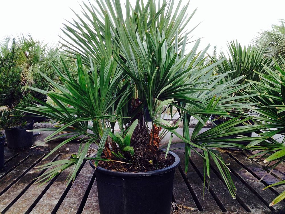 rhapidophyllum-hystrix-needle-palm
