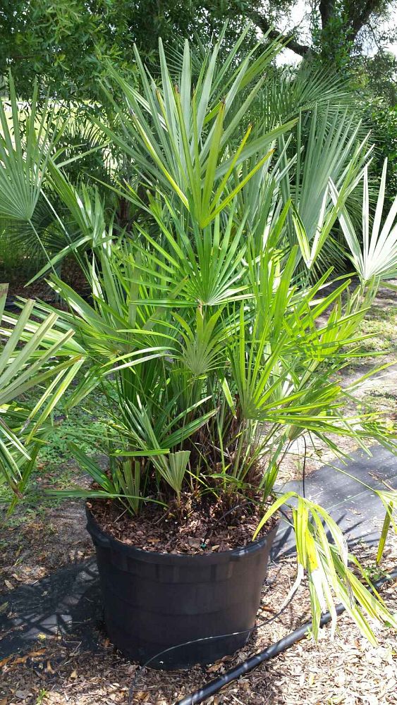 rhapidophyllum-hystrix-needle-palm