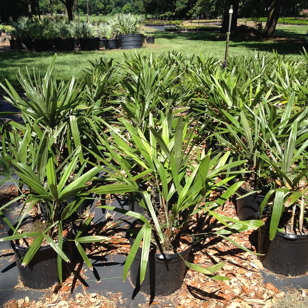 rhapidophyllum-hystrix-needle-palm