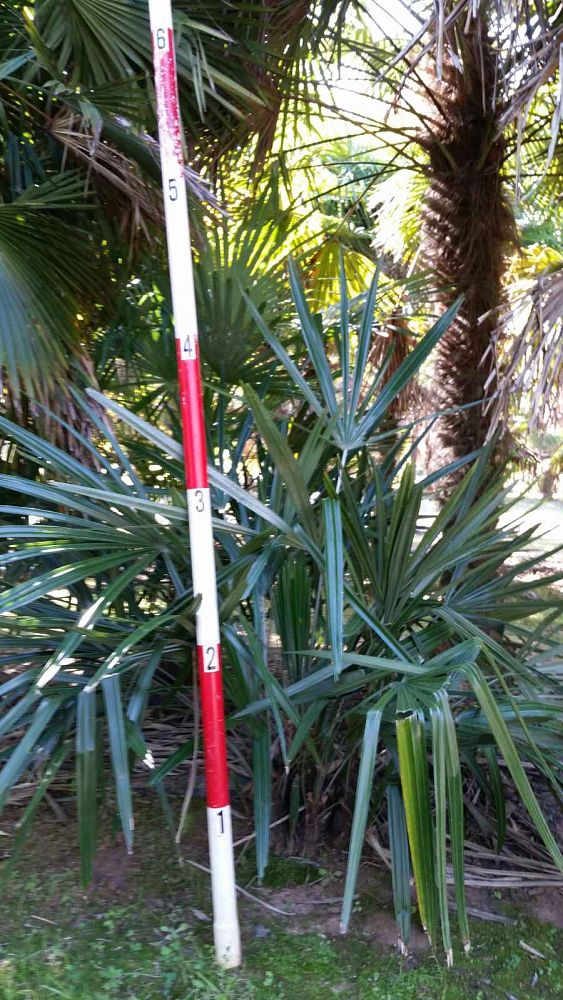 rhapidophyllum-hystrix-needle-palm