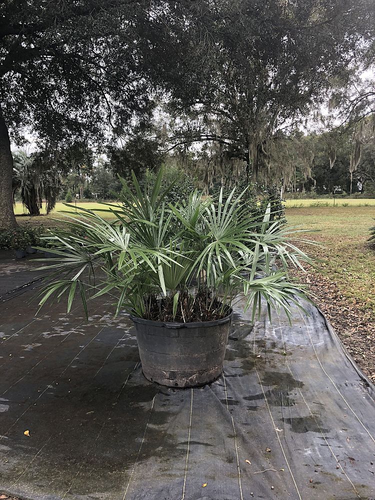 rhapidophyllum-hystrix-needle-palm