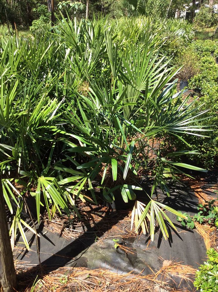 rhapidophyllum-hystrix-needle-palm