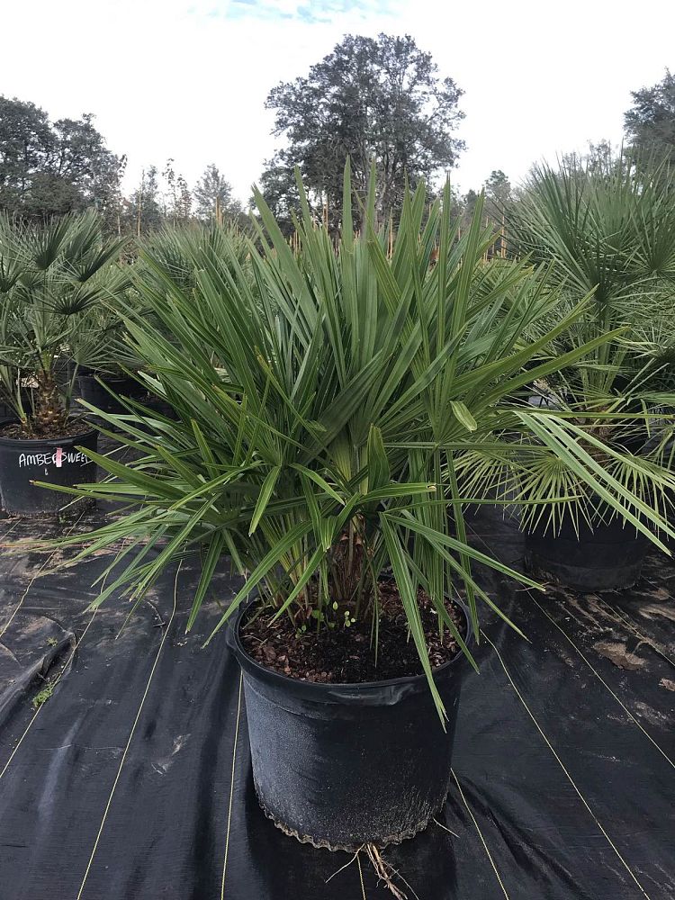 rhapidophyllum-hystrix-needle-palm