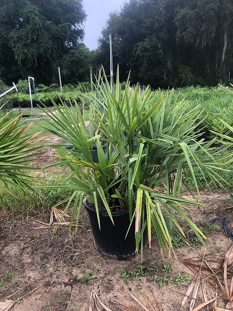 rhapidophyllum-hystrix-needle-palm