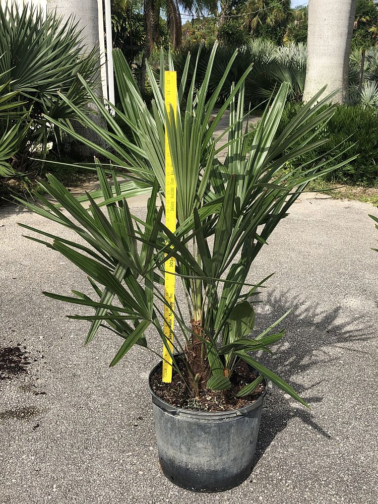 rhapidophyllum-hystrix-needle-palm