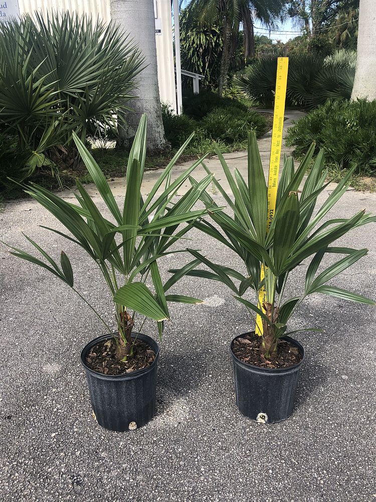 rhapidophyllum-hystrix-needle-palm