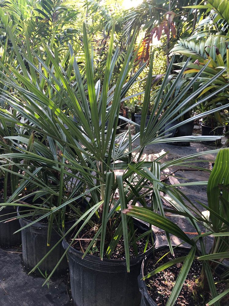 rhapidophyllum-hystrix-needle-palm