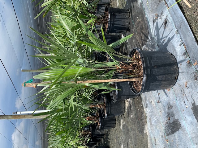 rhapidophyllum-hystrix-needle-palm