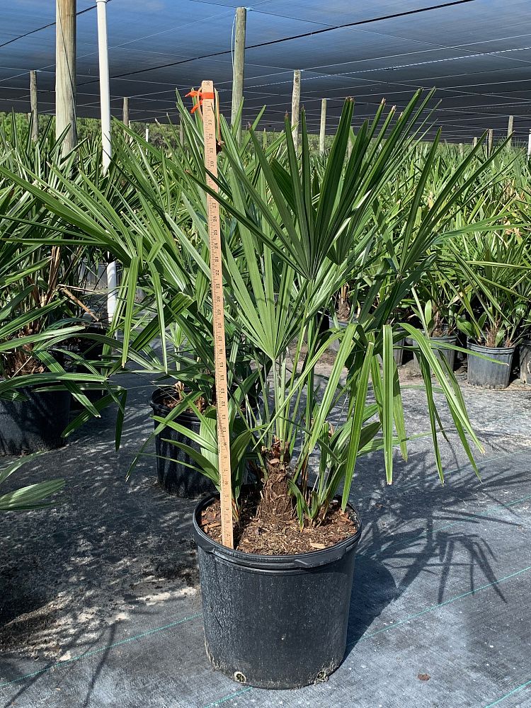 rhapidophyllum-hystrix-needle-palm