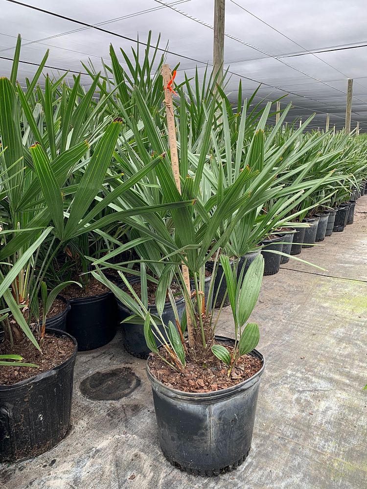 rhapidophyllum-hystrix-needle-palm