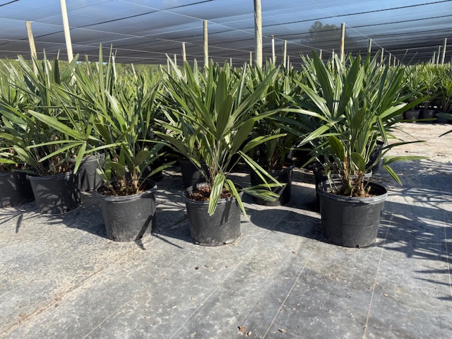 rhapidophyllum-hystrix-needle-palm