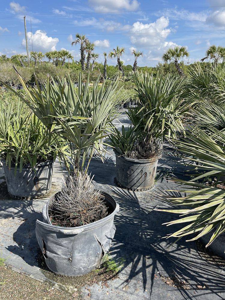 rhapidophyllum-hystrix-needle-palm