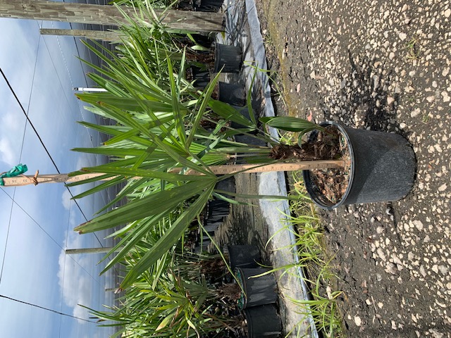 rhapidophyllum-hystrix-needle-palm