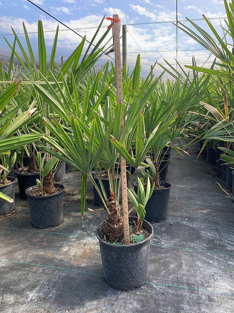 rhapidophyllum-hystrix-needle-palm