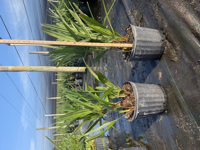 rhapidophyllum-hystrix-needle-palm