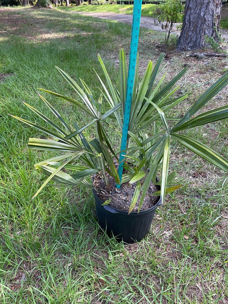rhapidophyllum-hystrix-needle-palm