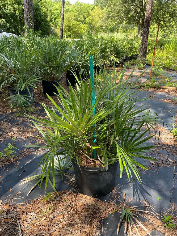 rhapidophyllum-hystrix-needle-palm