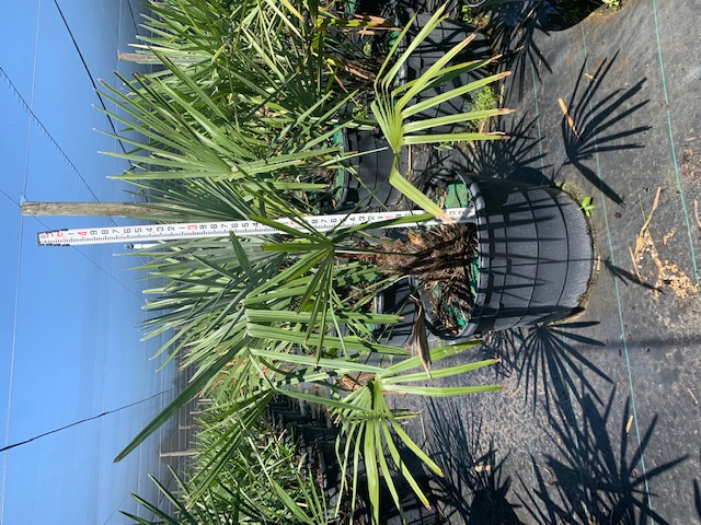 rhapidophyllum-hystrix-needle-palm