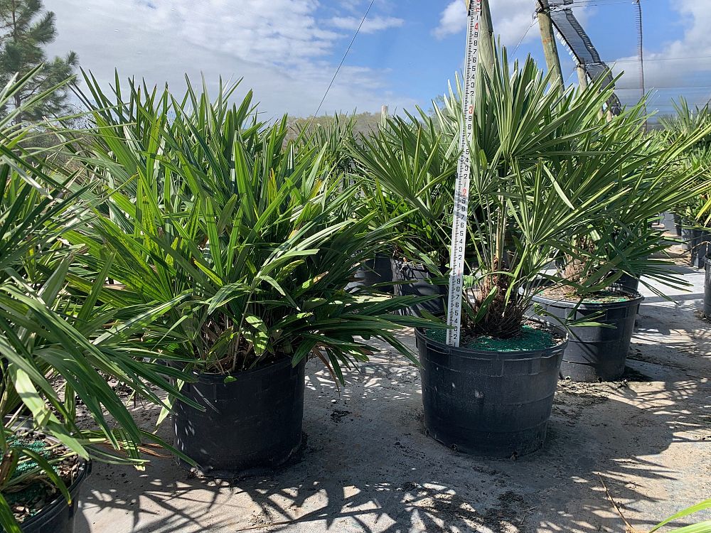 rhapidophyllum-hystrix-needle-palm