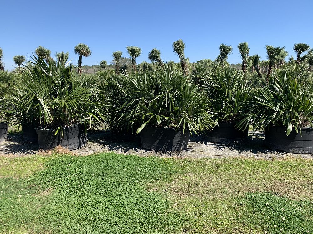 rhapidophyllum-hystrix-needle-palm