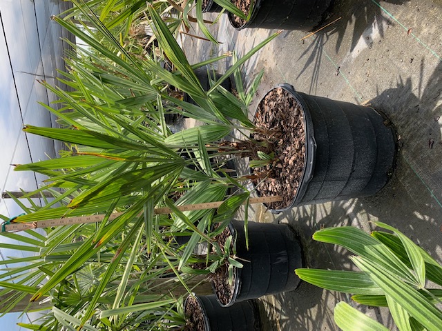 rhapidophyllum-hystrix-needle-palm