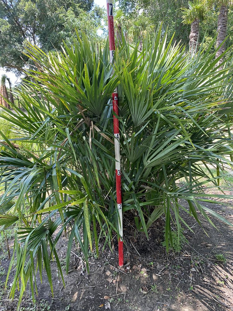 rhapidophyllum-hystrix-needle-palm