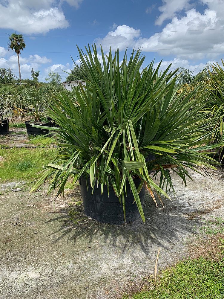 rhapidophyllum-hystrix-needle-palm