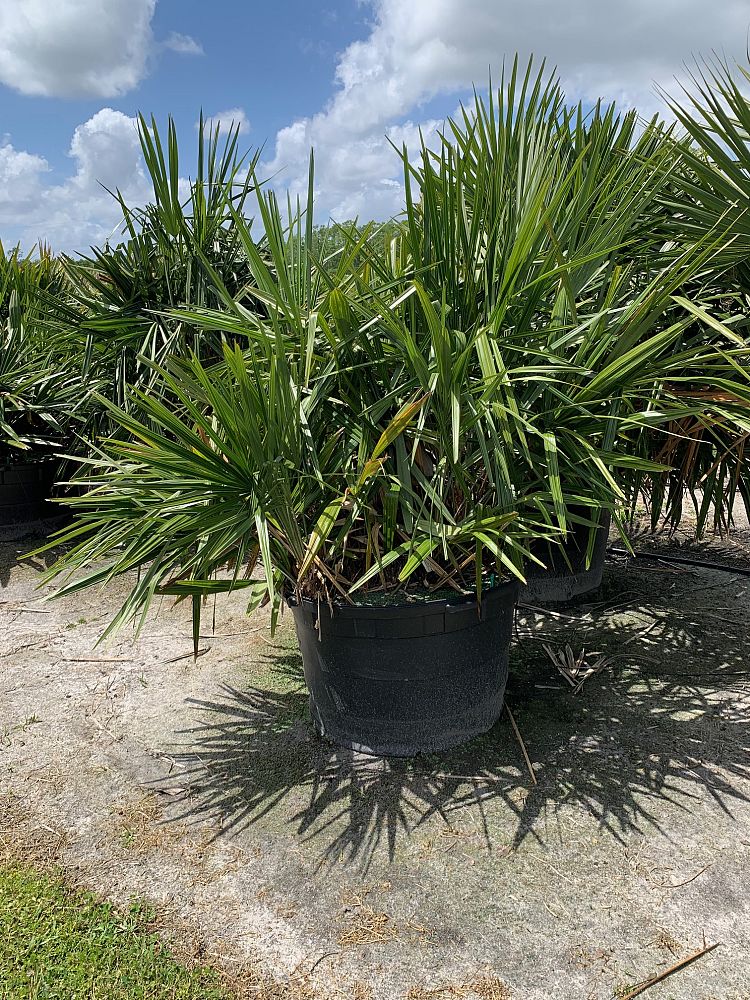 rhapidophyllum-hystrix-needle-palm