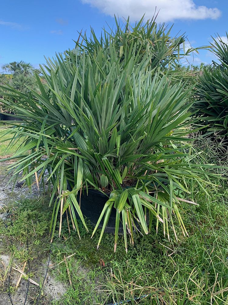 rhapidophyllum-hystrix-needle-palm