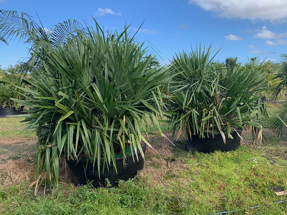 rhapidophyllum-hystrix-needle-palm