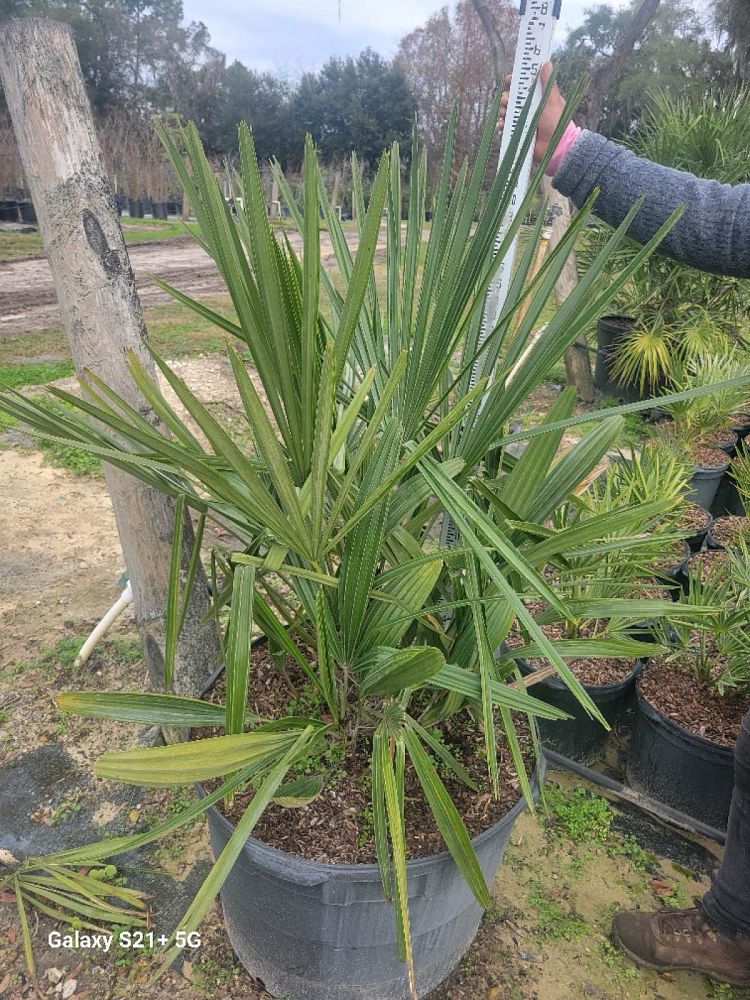 rhapidophyllum-hystrix-needle-palm
