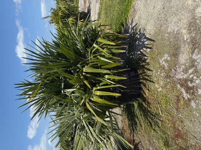 rhapidophyllum-hystrix-needle-palm