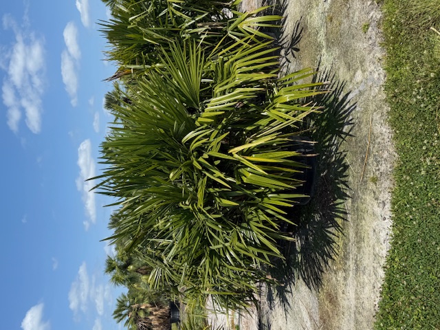 rhapidophyllum-hystrix-needle-palm