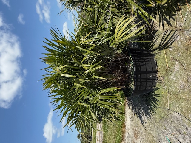 rhapidophyllum-hystrix-needle-palm