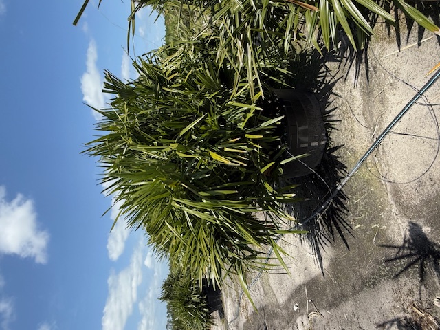 rhapidophyllum-hystrix-needle-palm