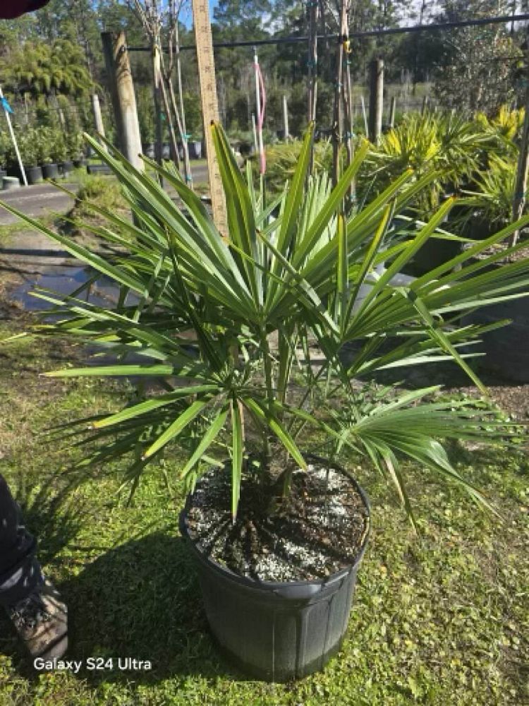 rhapidophyllum-hystrix-needle-palm