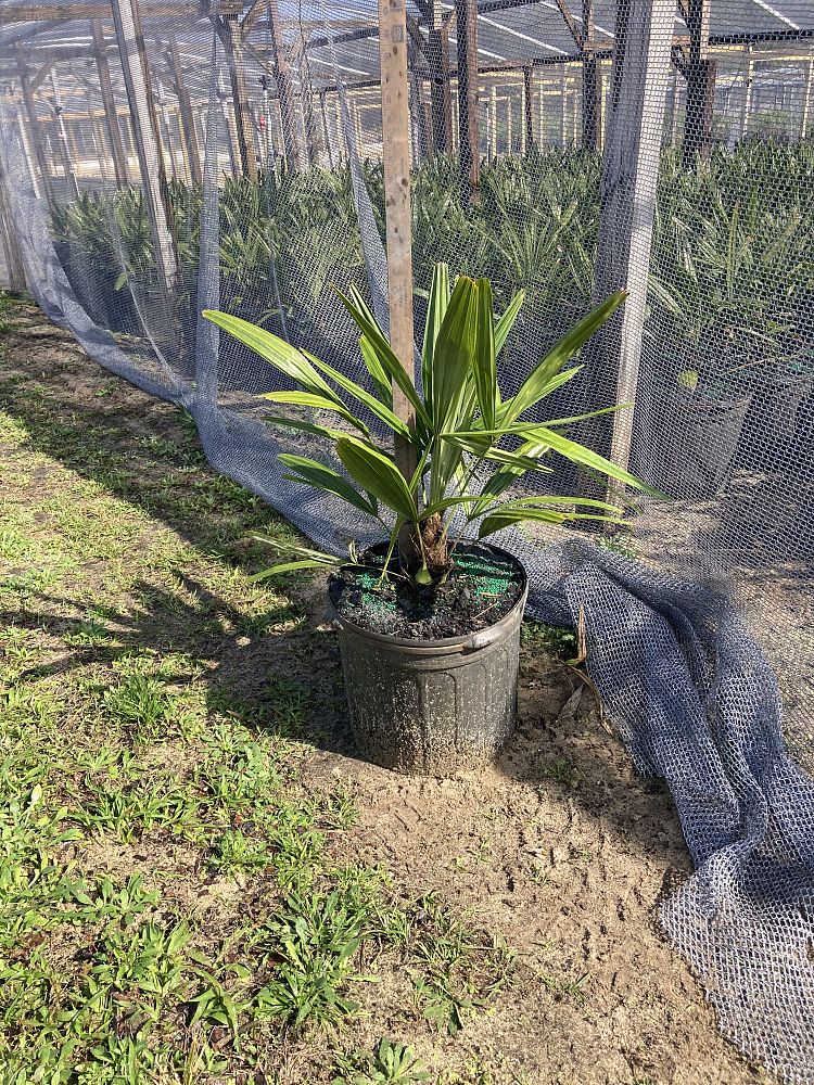 rhapidophyllum-hystrix-needle-palm