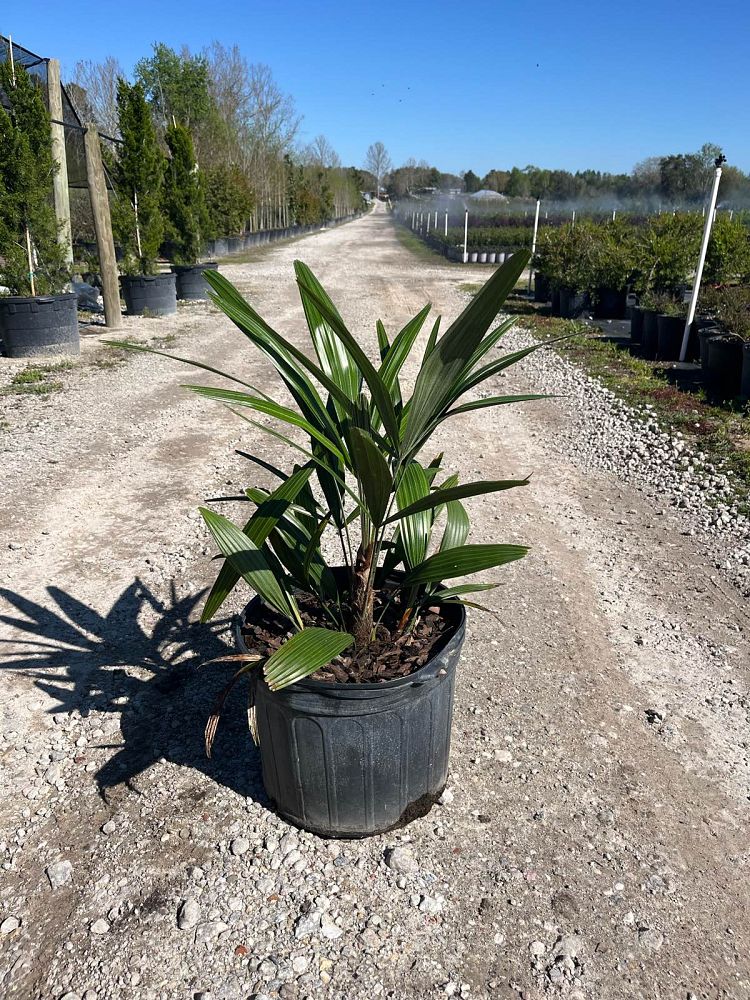 rhapidophyllum-hystrix-needle-palm