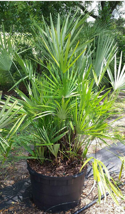 rhapidophyllum-hystrix-needle-palm