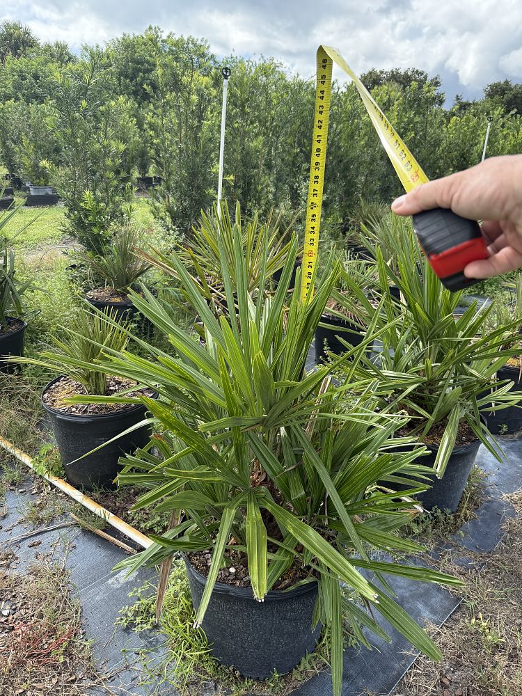 rhapidophyllum-hystrix-needle-palm