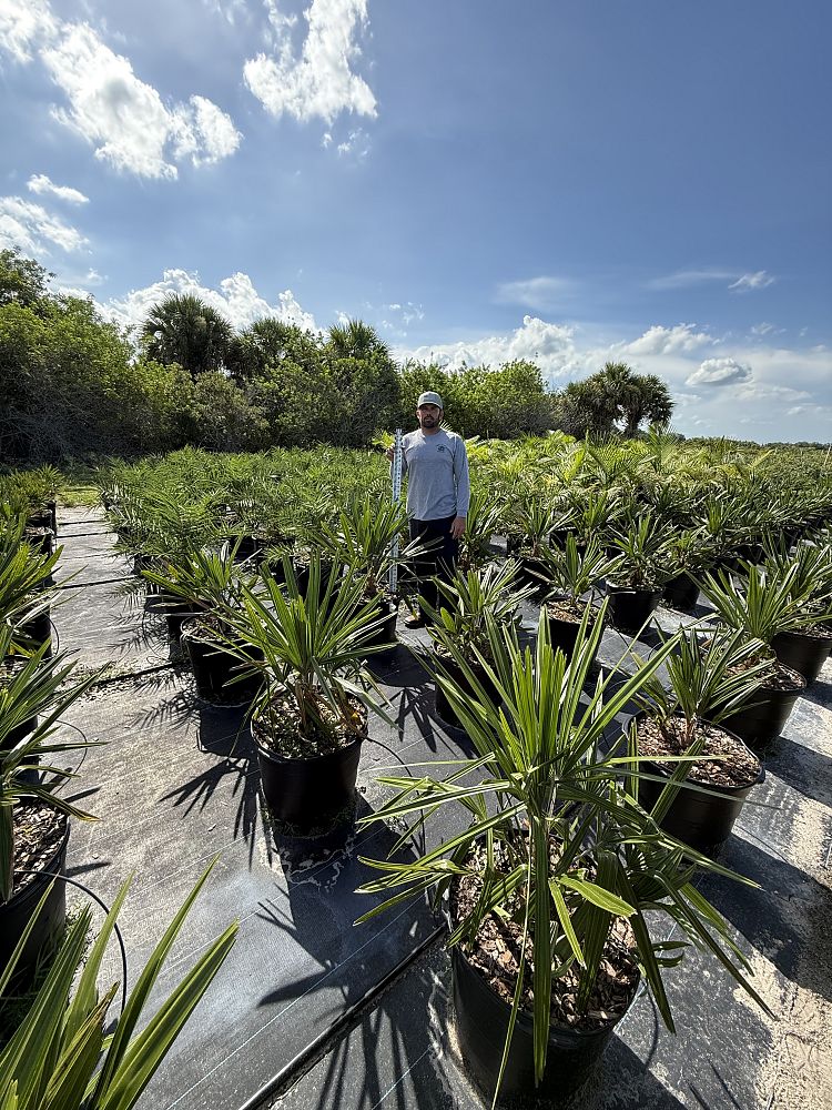 rhapidophyllum-hystrix-needle-palm
